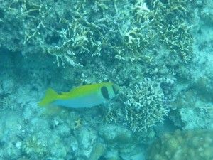 El color de la illa d’Aka – 阿嘉島の色
