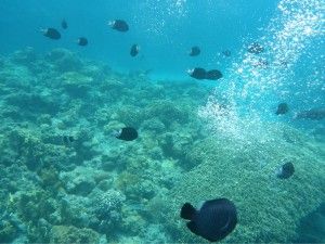 L’illa de Zamami i els seus esculls de coral!  座間味島とそのサンゴ礁