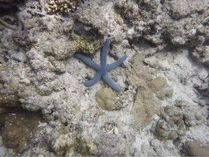 L’illa de Zamami i els seus esculls de coral!  座間味島とそのサンゴ礁