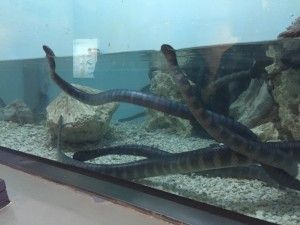 El sud d’Okinawa: Okinawa World i el Parc del memorial de la Pau – 沖縄の南