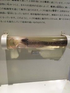 El sud d’Okinawa: Okinawa World i el Parc del memorial de la Pau – 沖縄の南