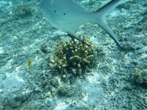 L’illa de Zamami i els seus esculls de coral!  座間味島とそのサンゴ礁