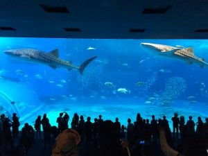 El nord d’Okinawa: del aquari de Churaumi fins al Cap Hedo – 沖縄の北