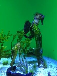 El nord d’Okinawa: del aquari de Churaumi fins al Cap Hedo – 沖縄の北