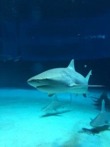El nord d’Okinawa: del aquari de Churaumi fins al Cap Hedo – 沖縄の北