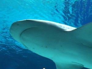El nord d’Okinawa: del aquari de Churaumi fins al Cap Hedo – 沖縄の北