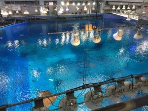 El nord d’Okinawa: del aquari de Churaumi fins al Cap Hedo – 沖縄の北