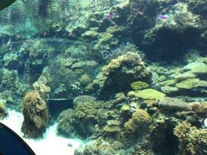 El nord d’Okinawa: del aquari de Churaumi fins al Cap Hedo – 沖縄の北